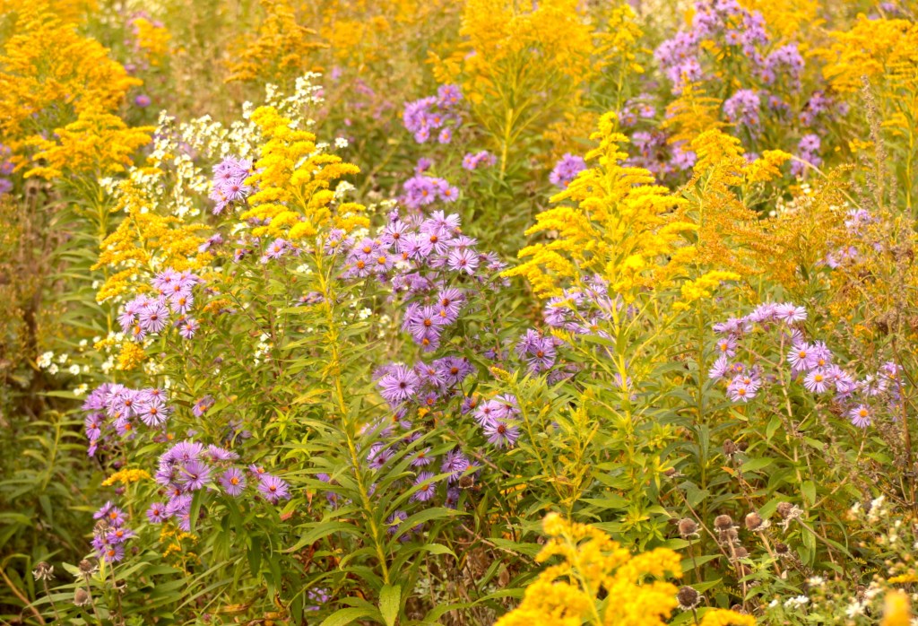 Goldenrod and asters are excellent late season nectar sources for bees and butterflies, including monarchs