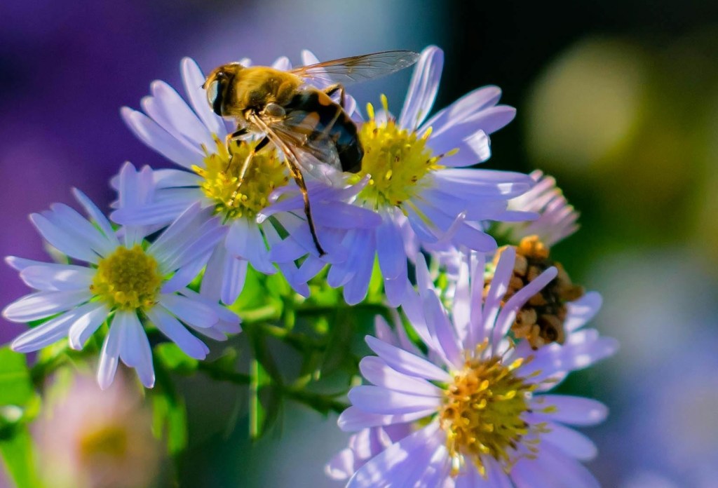 Bee pollinating a native aster flower, a great late season nectar source in fall