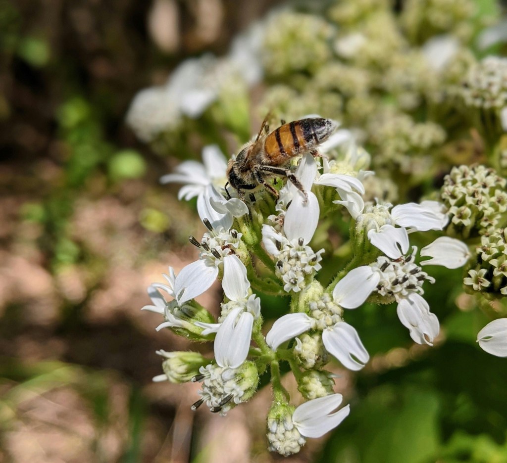 A bee sipping nectar from Frostweed flowers in the fall