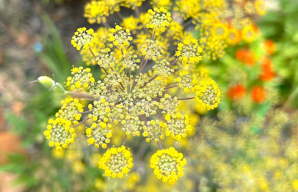 Bronze fennel with its pretty yellow umbrella-shaped flowers