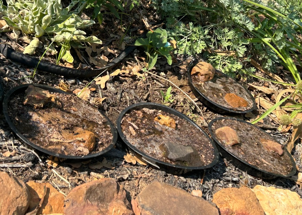 Butterfly puddlers positioned in a sunny area of the garden