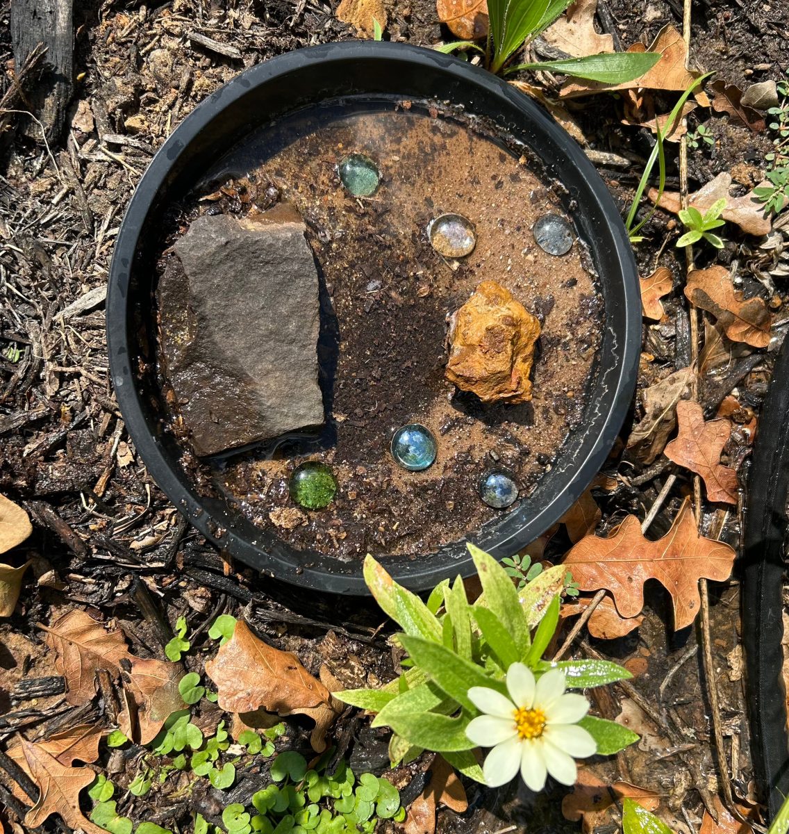 Butterfly puddler homemade to attract more butterflies
