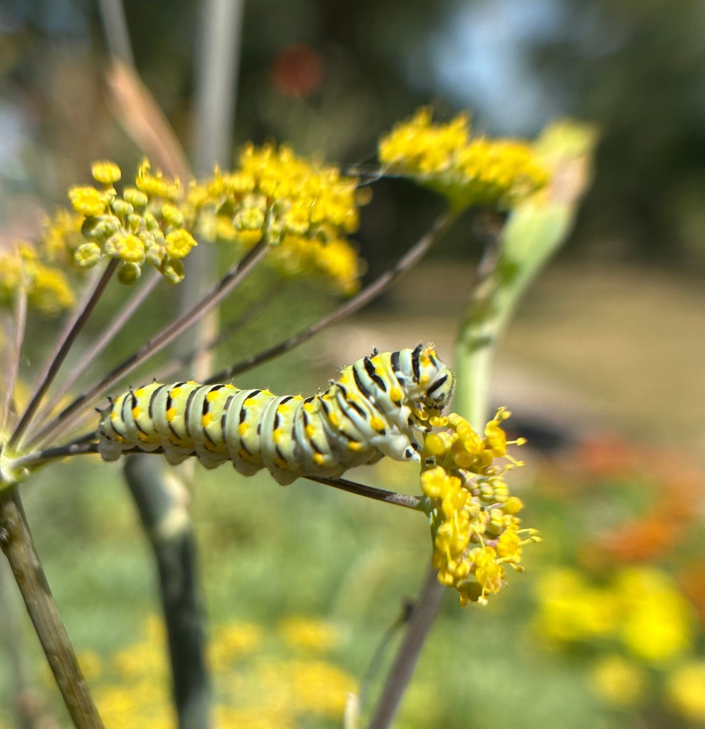 Black swallowtail butterfly caterpillar on bronze fennel flowers its host plant