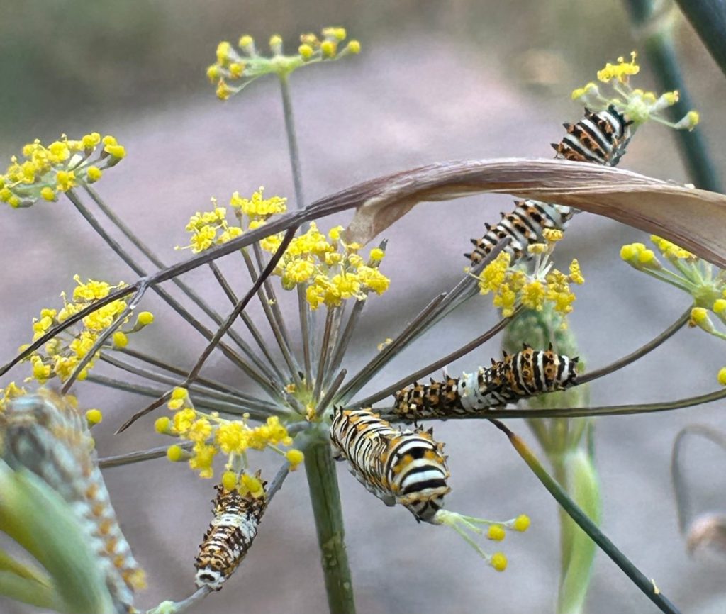 Black swallowtail caterpillars on bronze fennel host plant