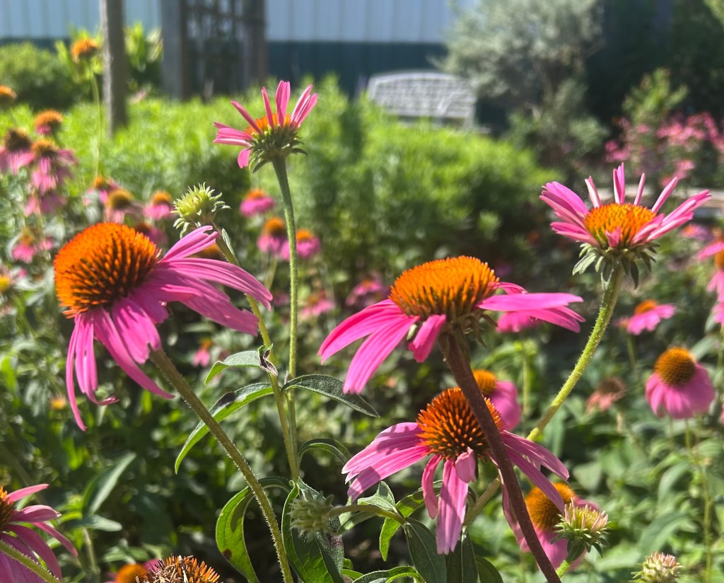 Purple coneflower (echinacea purpurea) flowers with a garden bench in background