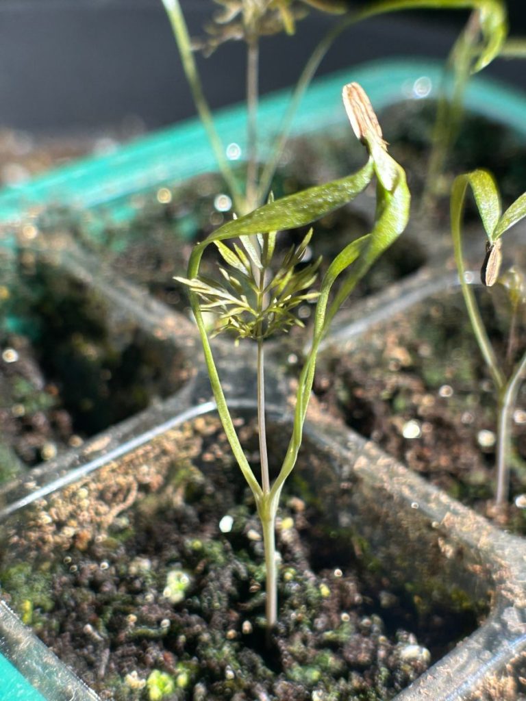 Bronze fennel seedling with its first true leaves