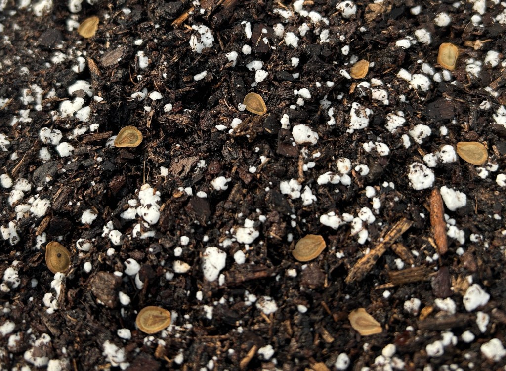 Green milkweed surface sown and gently pressed into soil for contact