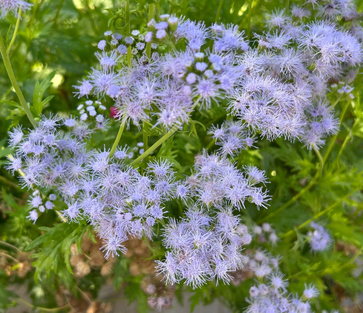 Gregg's mistflower a pollinator favorite in bloom