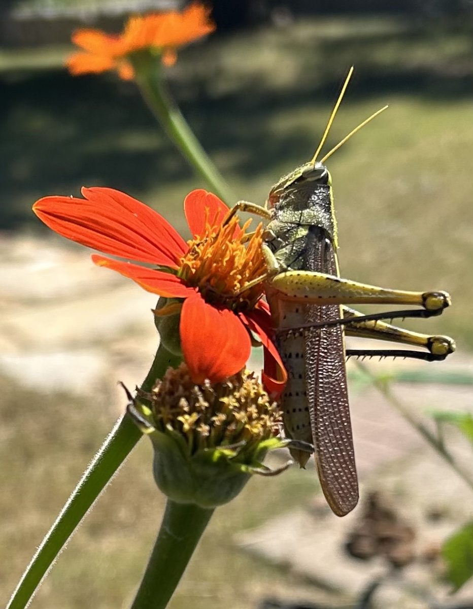 Grasshopper about to jump from Mexican sunflower