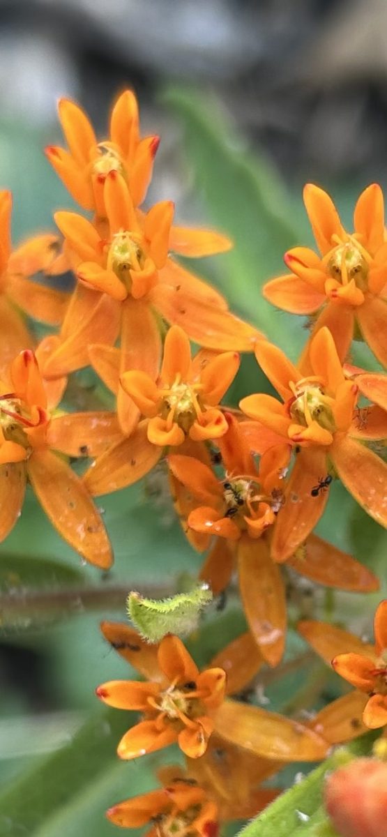 Orange milkweed (asclepias tuberosa) butterfly weed in bloom