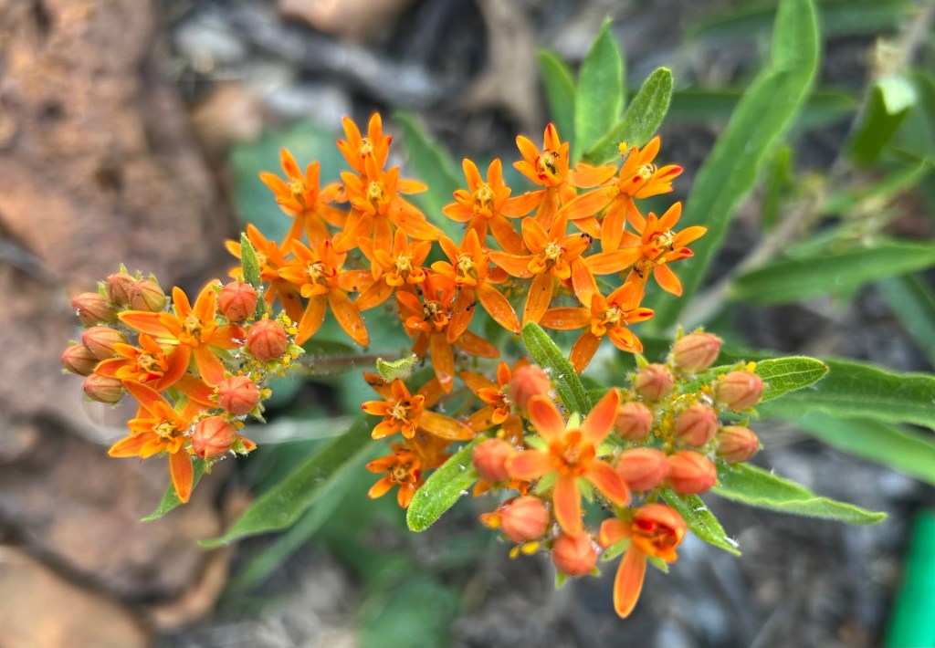 Butterfly weed (asclepias tuberosa) flowers in bloom.