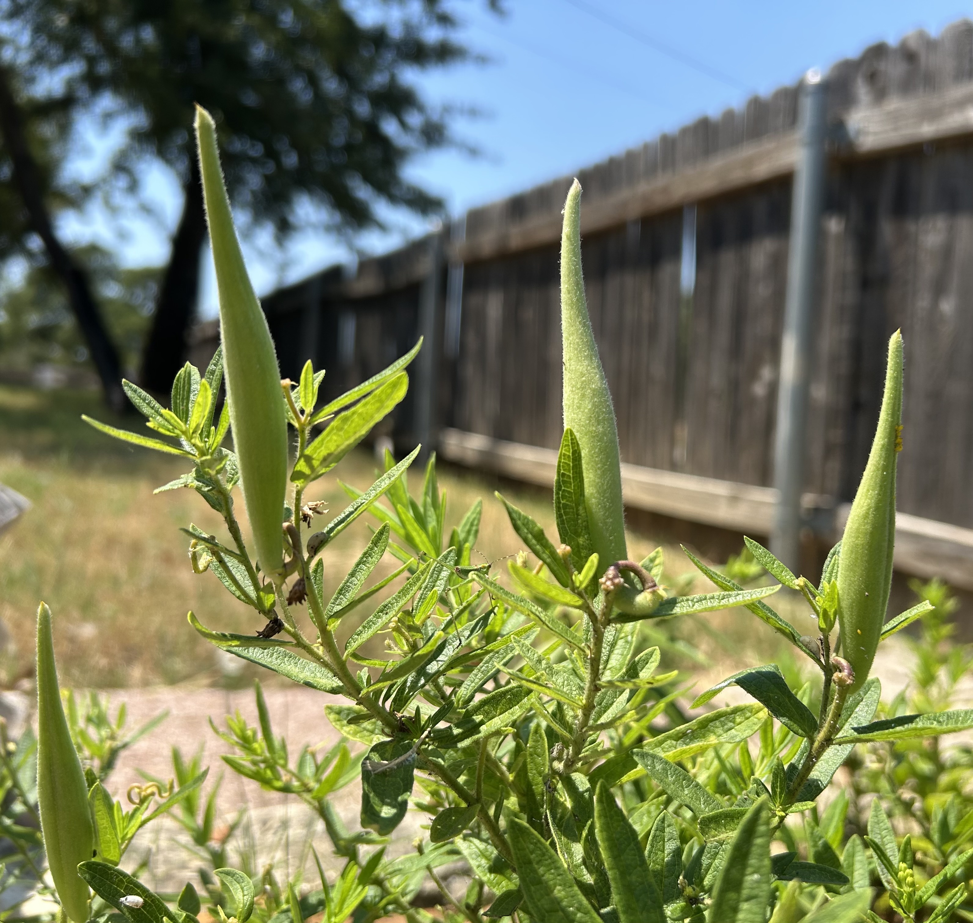 Milkweed pods are still green and too immature to harvest seeds. 