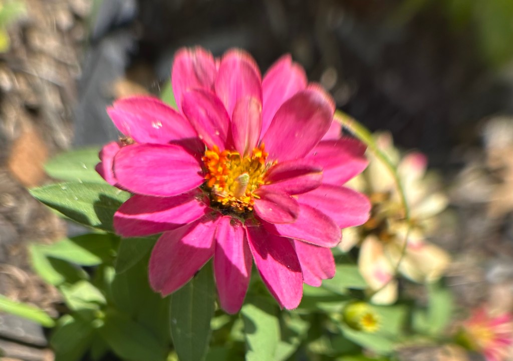 Zinnias are great for pollinators they produce continuous blooms all summer into fall