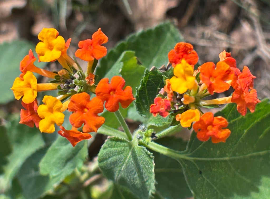 Native Texas lantana urticoides a pollinator magnet for butterflies
