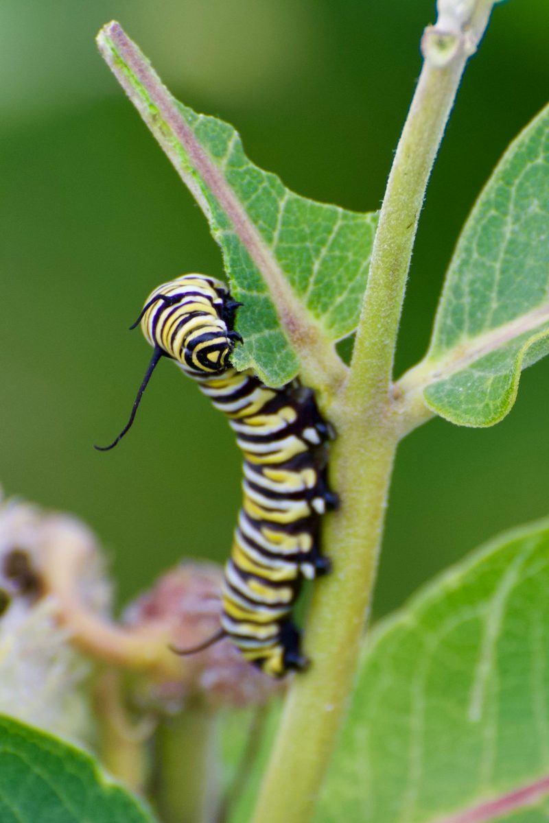 Monarch caterpillar eating its host plant common milkweed