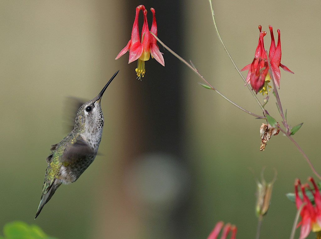 Hummingbird feeding on nectar from eastern red columbine flower