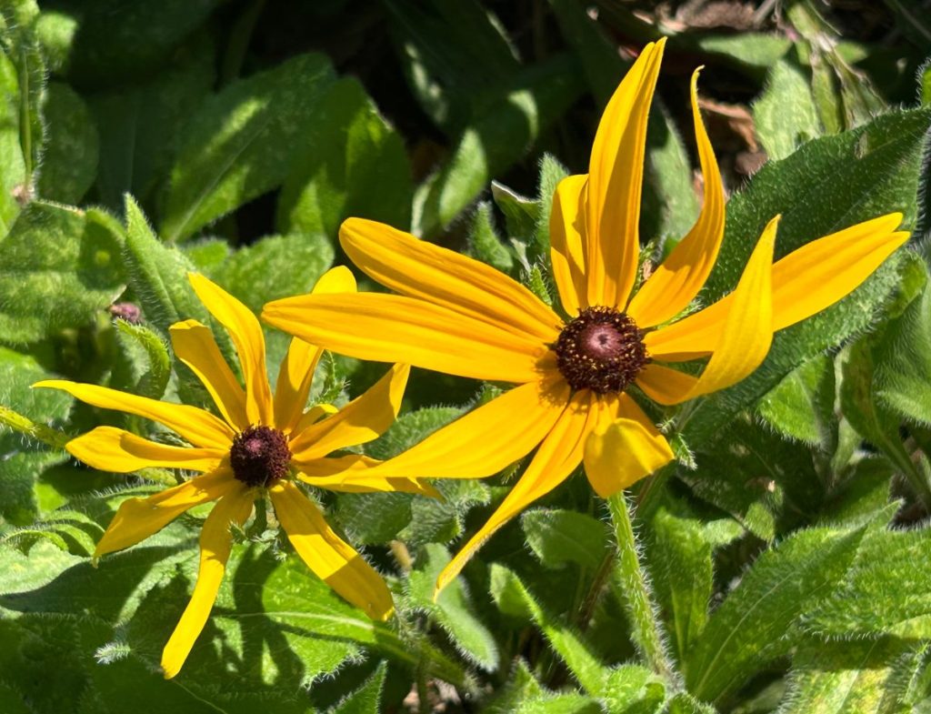 Yellow rudbeckia (black eyed susans) flowering in spring