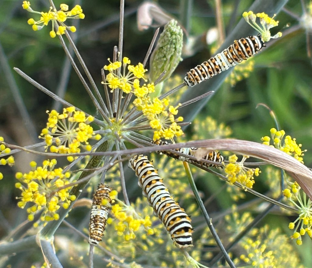 Swallowtail butterfly caterpillars feeding from their host plant bronze fennel
