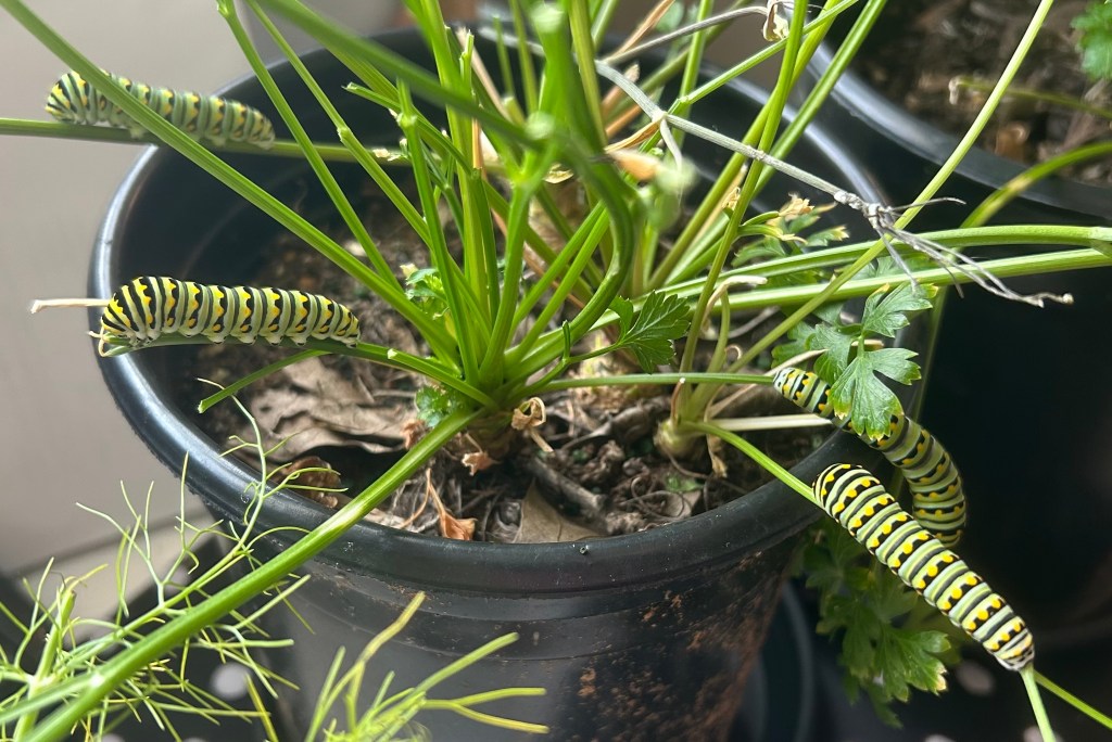 Swallowtail butterfly caterpillars feeding on their host plant, cilantro