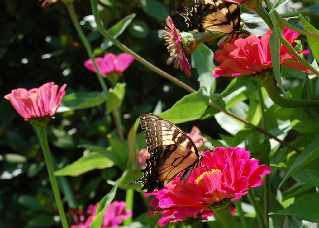 Swallowtail butterflies on pink zinnias in a butterfly garden