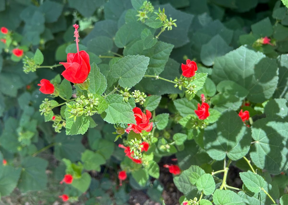 Native Turk's cap shrub flowering with bright red blooms