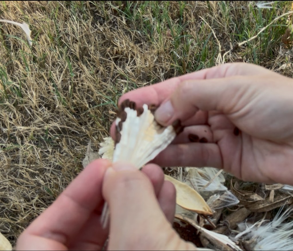 Separating the fluff from the seeds while harvesting and collecting milkweed seeds 
