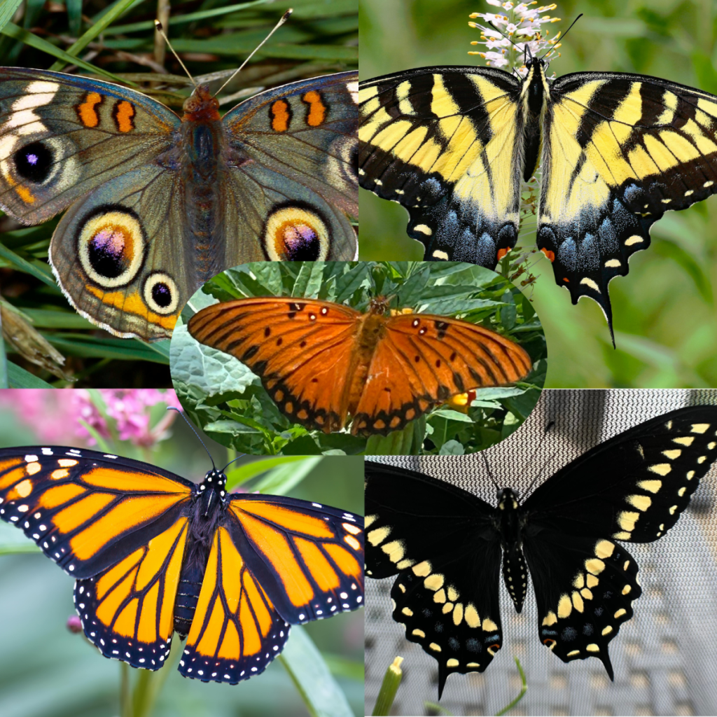 Top 5 Texas Butterflies in collage: Monarch, swallowtails, gulf fritillary and common buckeye