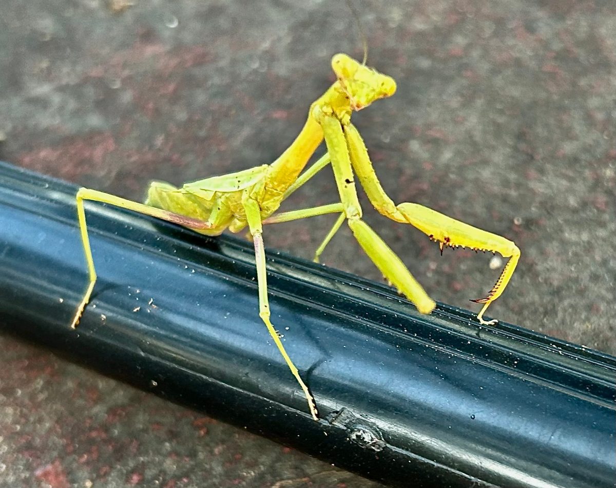 Praying mantis a butterfly caterpillar predator