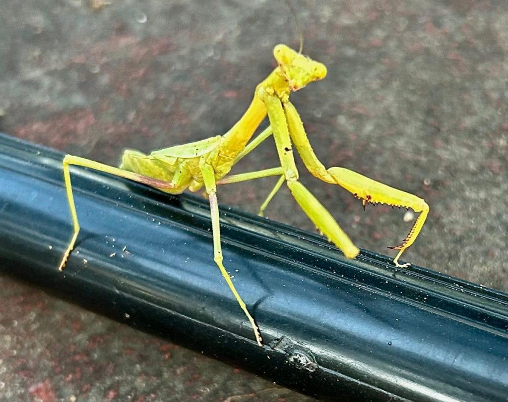 Praying mantis a butterfly caterpillar predator