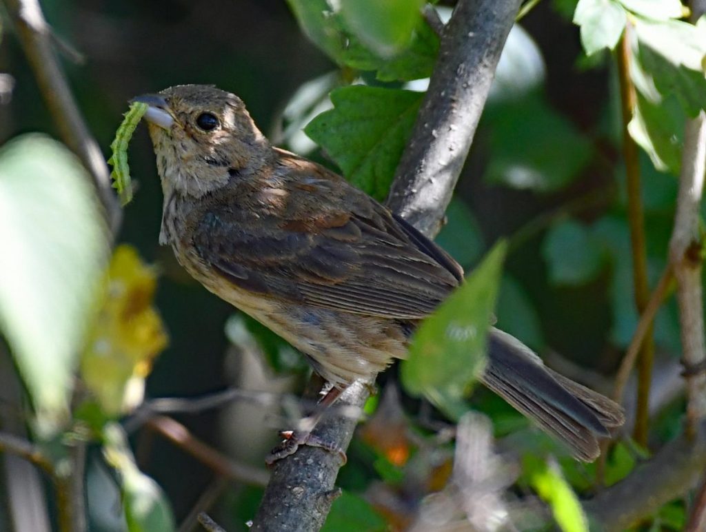 Bird perched in a tree with a caterpillar in its beak