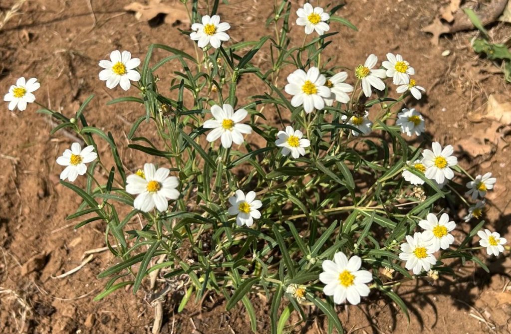 Blackfoot daisies flowering in spring in Texas
