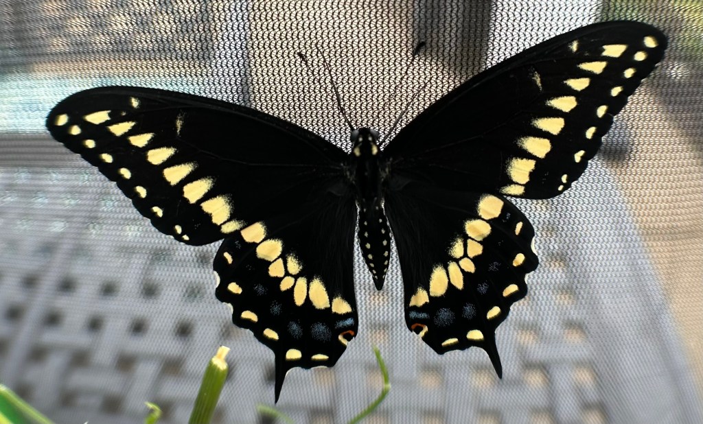 Black swallowtail butterfly showing black and yellow coloring