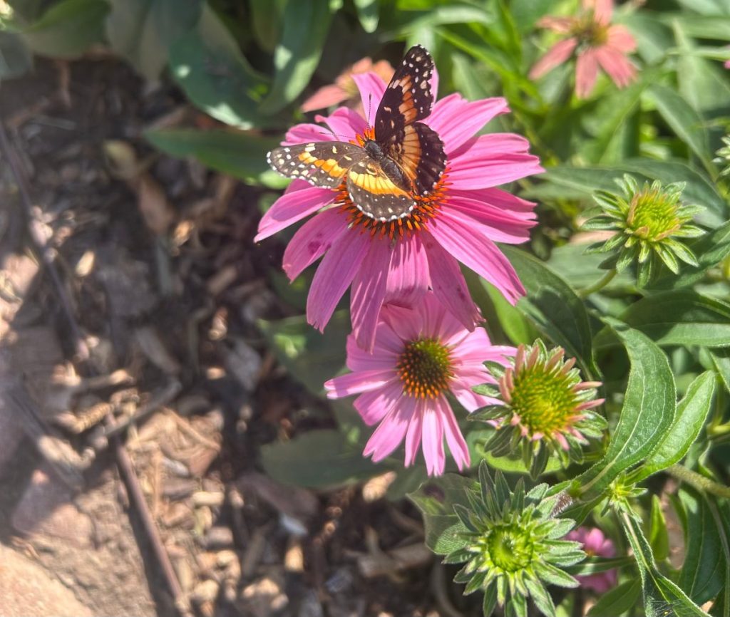 Bordered patch butterfly sipping nectar from purple coneflower in a Texas butterfly garden