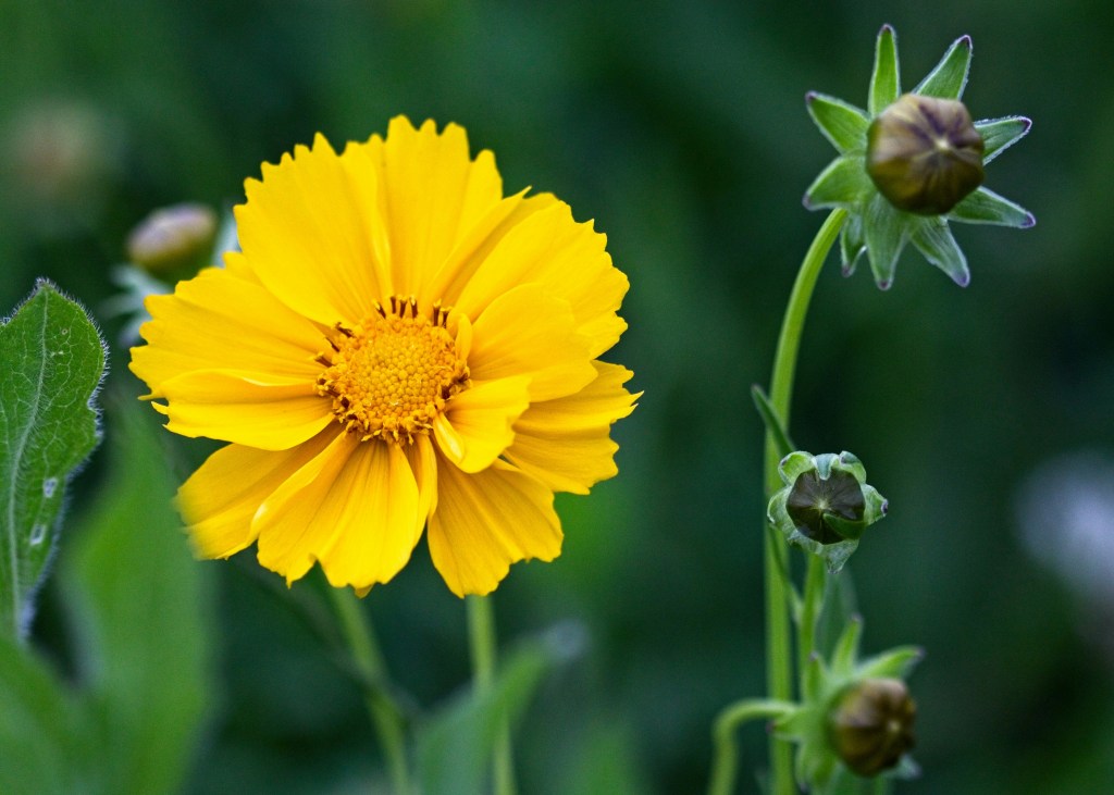 Coreopsis a full of nectar for pollinators and heat and drought tolerant