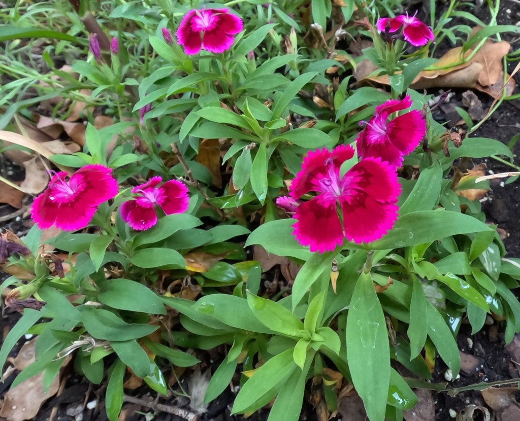 Dianthus flowers in bright colors for the fall garden in North Texas Zone 8