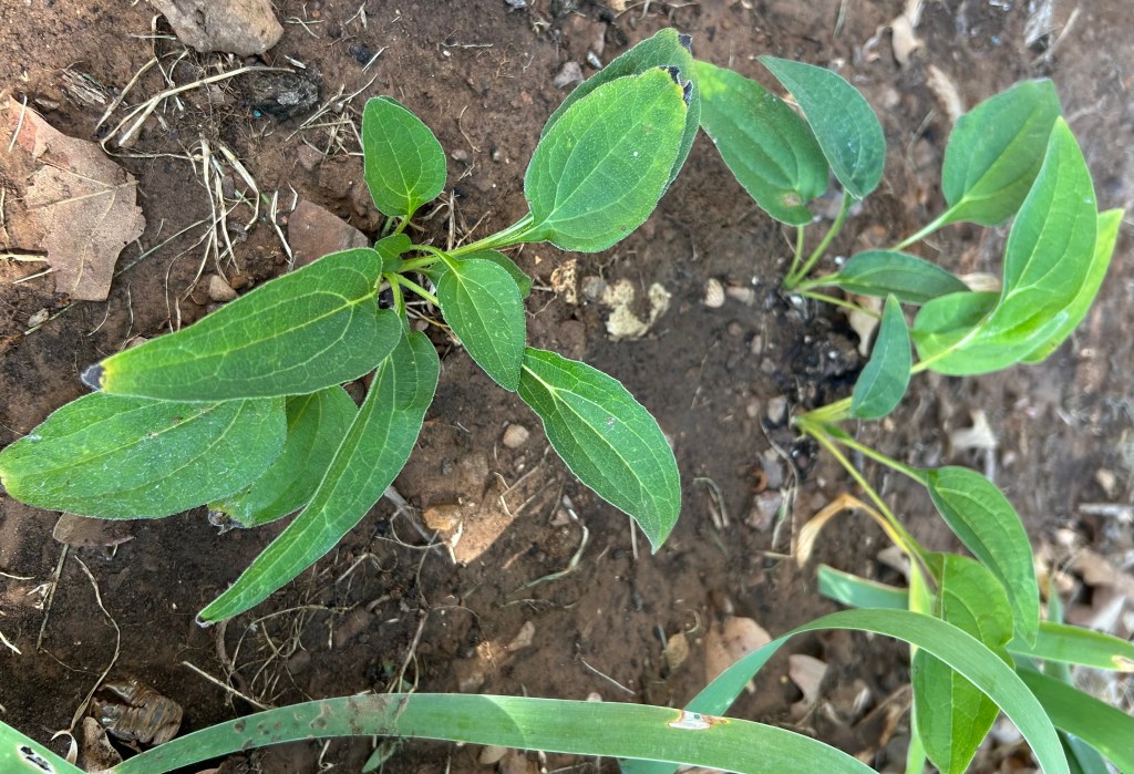 Echinacea purpurea or coneflower variety 'Mellow yellows', a perennial flower for pollinators just transplanted
