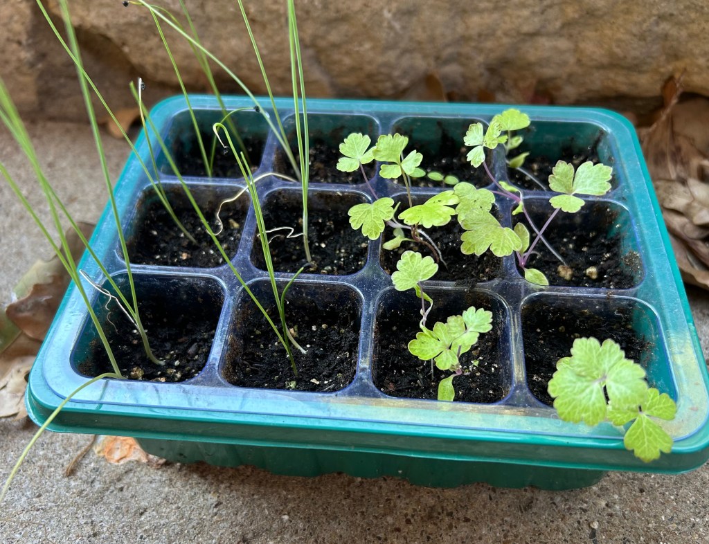 Leaks and celery: cool season vegetable crop starts for Zone 8