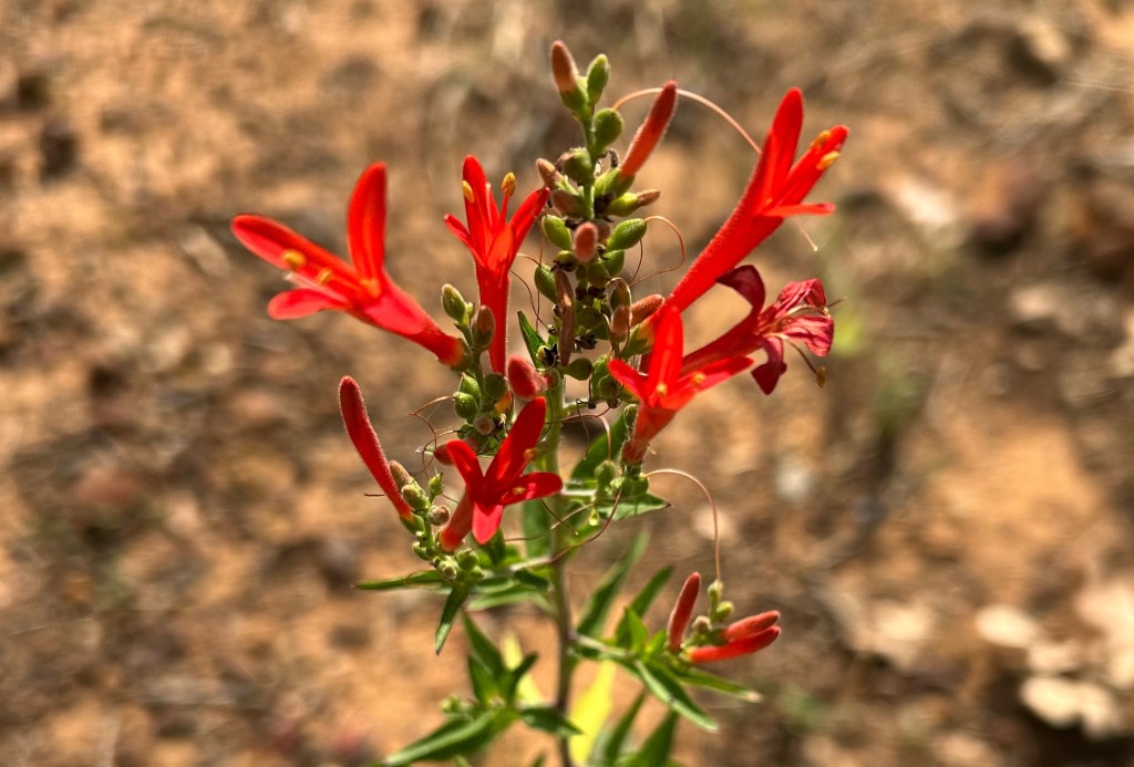 Flame Acanthus (Anisacanthus quadrifidus var. wrightii) is drought tolerant and attracts butterflies and hummingbirds