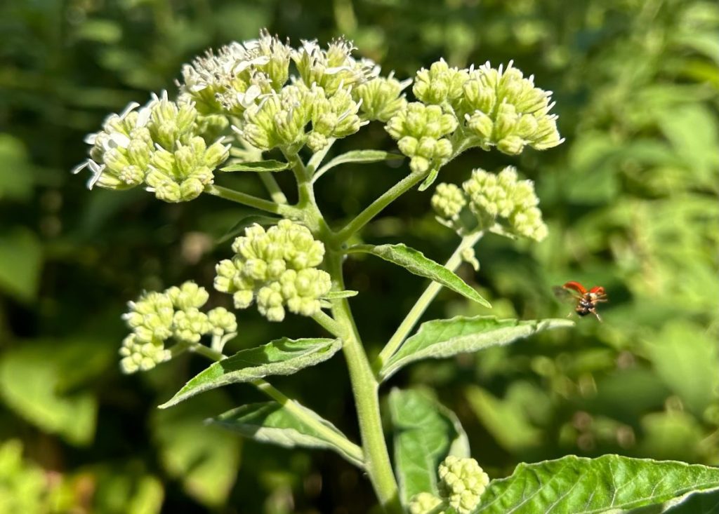 Frostweed (Verbesina virginica) is a nectar flower critical to monarchs in Texas