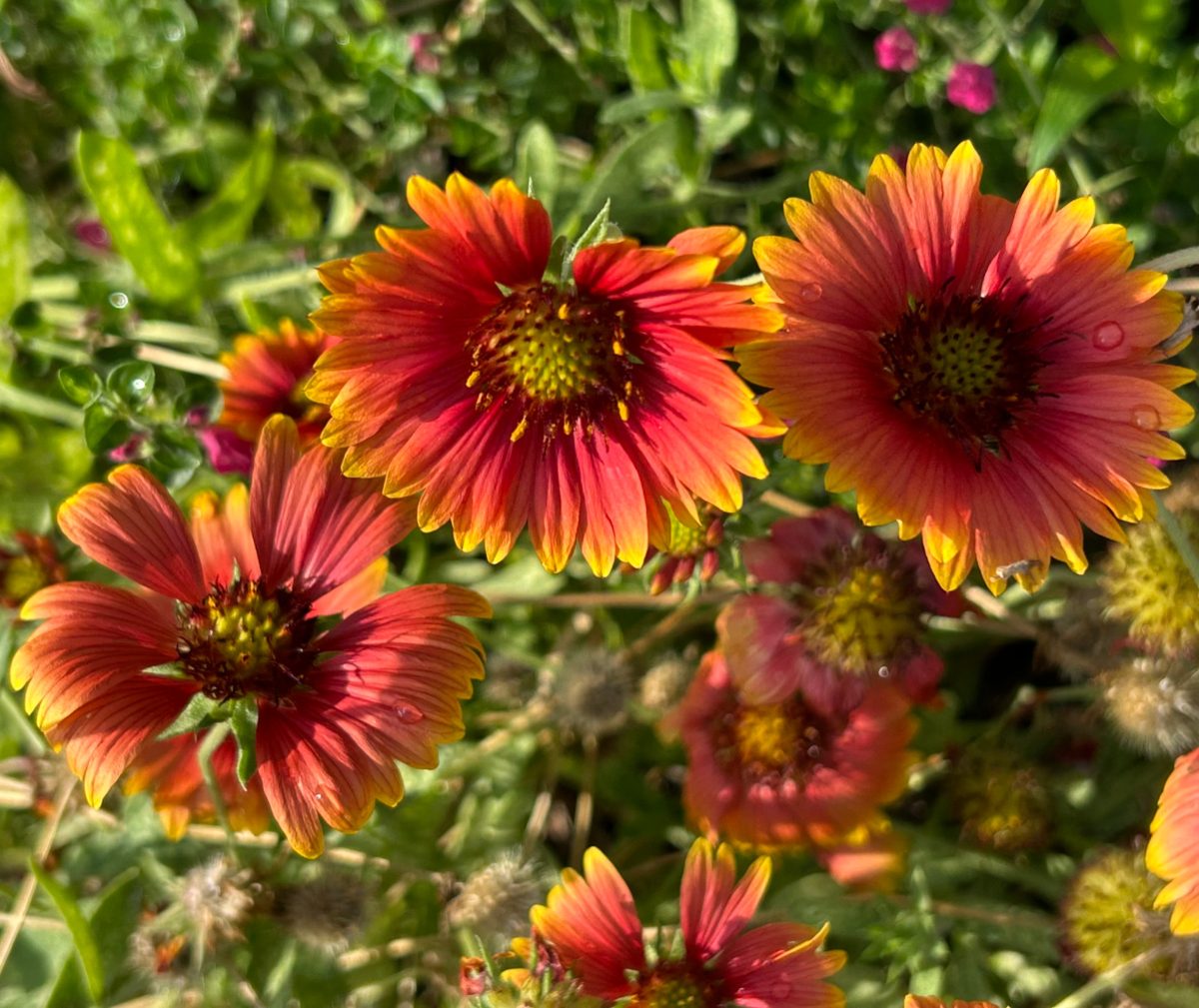 Gaillardia native flowers for planting in butterfly garden