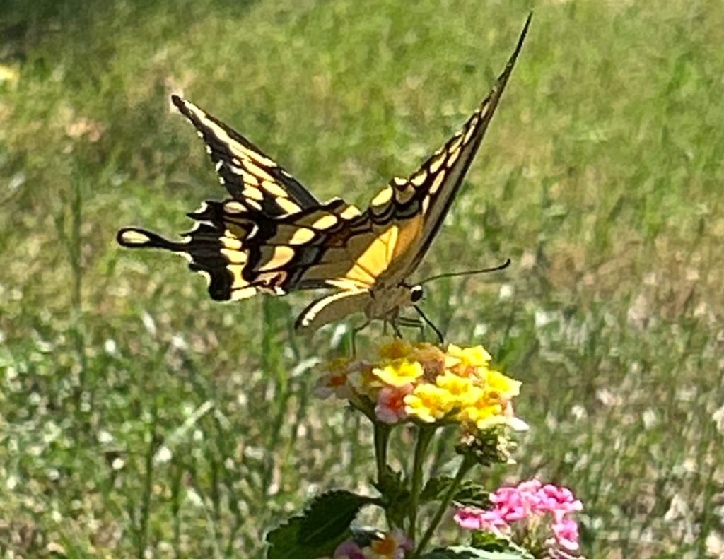 Giant swallowtail butterfly feeding on lantana nectar