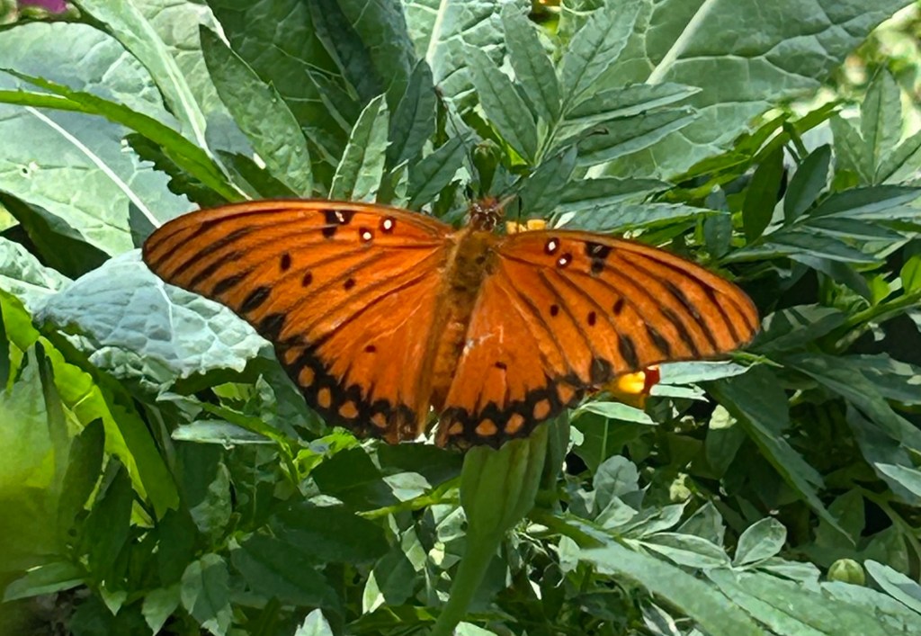 Gulf fritillary butterfly orange on back of wings