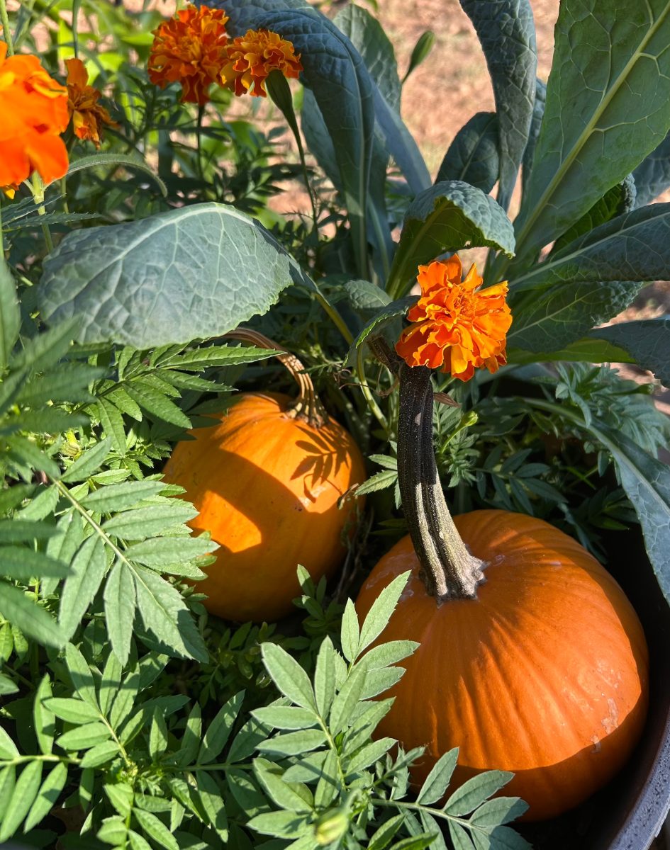 Kale, marigolds, and pumpkins in an October-themed garden