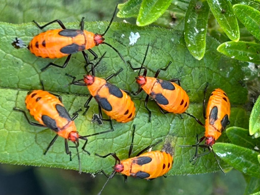 Milkweed beetles crawling all over native milkweed leaves