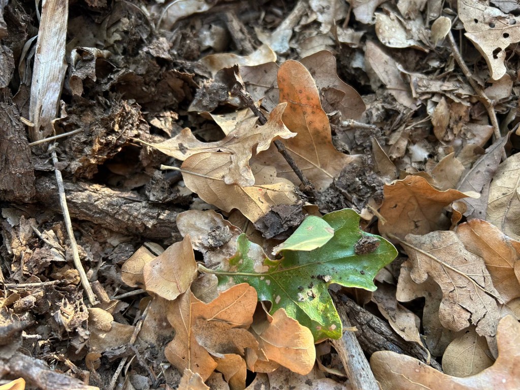 Compost pile used to build healthy soil from fallen leaves as they decompose