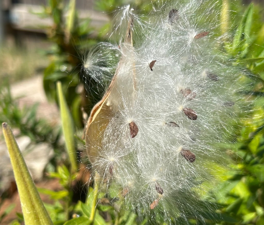 Milkweed seed pod split open with silk