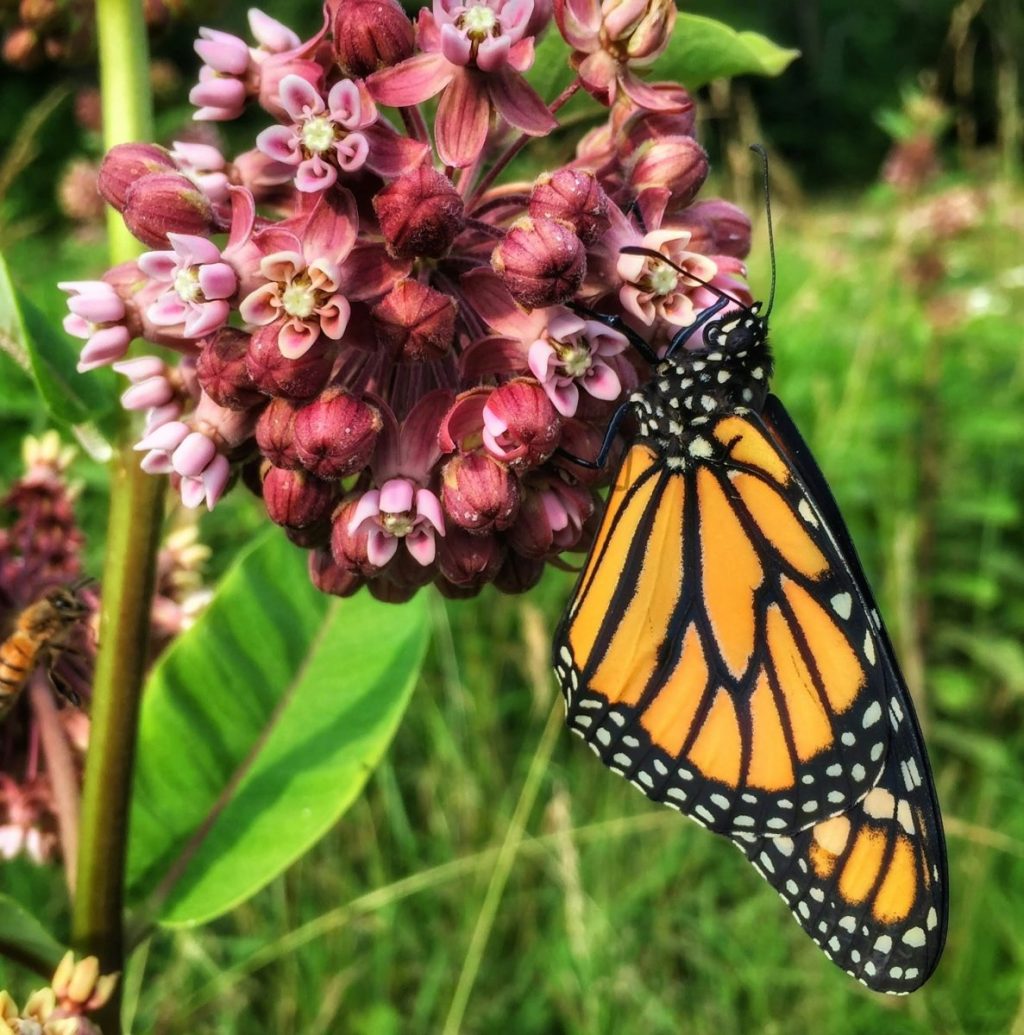Monarch butterfly feeding on nectar from common milkweed (Asclepias syriaca)