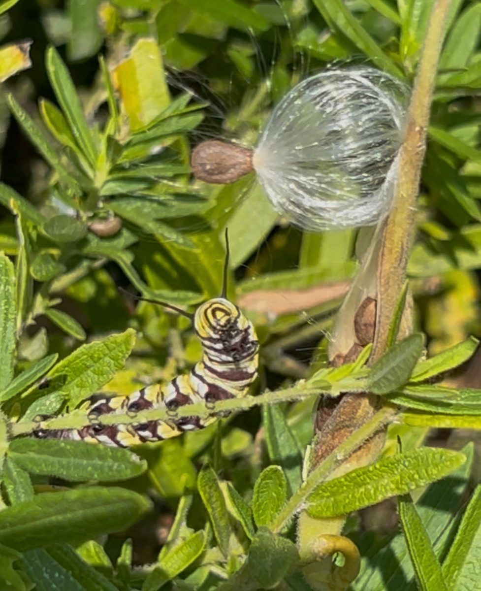 Monarch butterfly caterpillar with milkweed seeds
