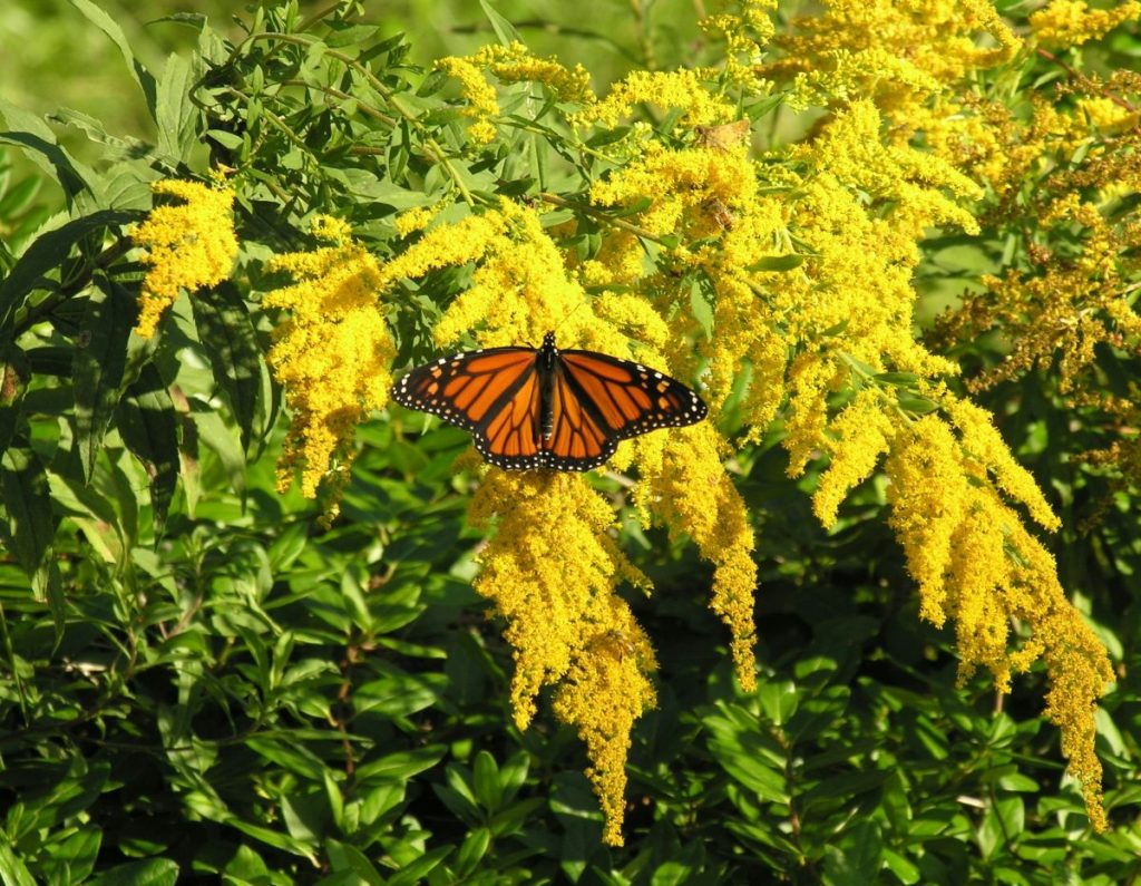 Migrating monarch butterfly on goldenrod flowers