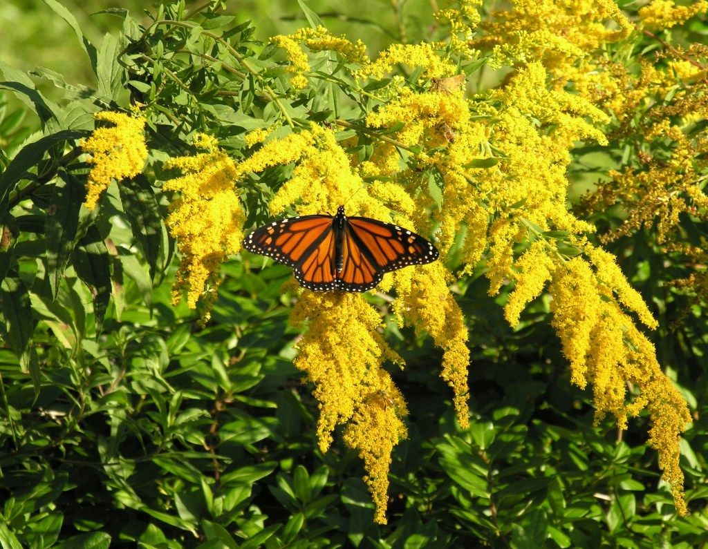Monarch feeding from goldenrod flowers (solidago species)